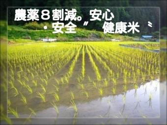 米 29年産三重湧水米(悟光米)送料無料コシヒカリ白米30kg-6kg お米30