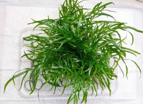 ミクロソリウム サラワクカピットウエスト 大株 ミクロソリウム カ