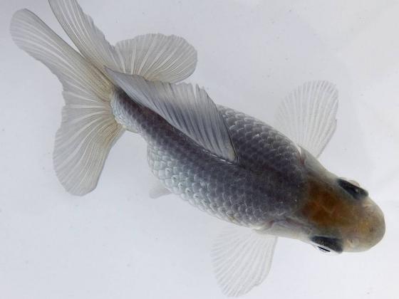 当歳魚 ◇[emukei] 12cm 更紗 優良系統(K1) 動画◇ レビュー投稿