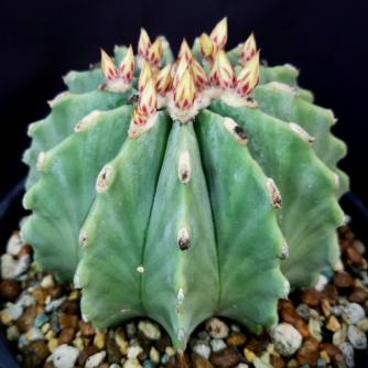 フェロカクタス 刺無王冠竜 Ferocactus Glaucescens F Inermis 王者の風格 普及種と言えどもこのサイズはそう無い 開花間近 サボテン 売買されたオークション情報 Yahooの商品情報をアーカイブ公開 オークファン Aucfan Com