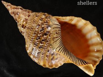 貝 貝標本 ホラガイ 法螺貝 43cm