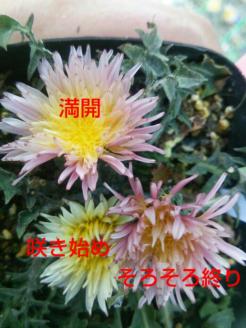 ピンクの日本タンポポ「桃日輪」3号ポット2株植え開花株 「紅花タンポポ」「桃花タンポポ」