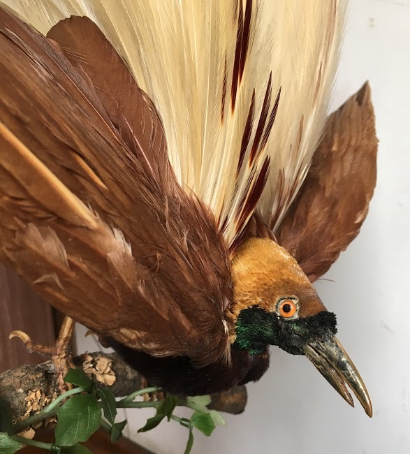 極楽鳥 ゴクラクチョウ 剥製 縁起物 置物 レア！当時物 アンティーク