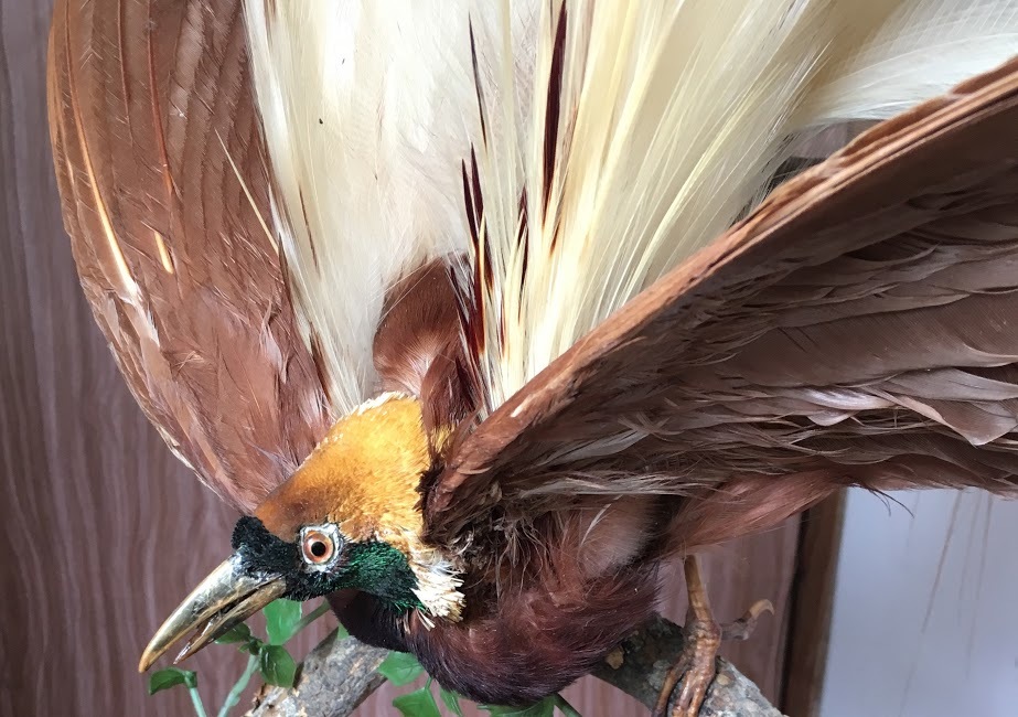極楽鳥 ゴクラクチョウ 剥製 縁起物 置物 レア！当時物 アンティーク