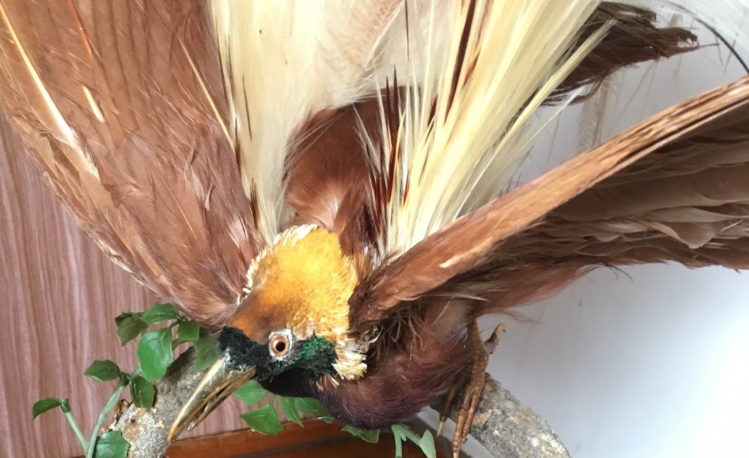 極楽鳥 ゴクラクチョウ 剥製 縁起物 置物 レア！当時物 アンティーク