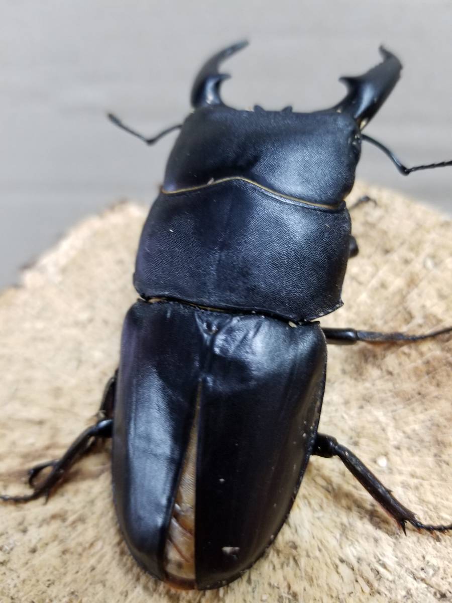 オオヒラタ 本土ヒラタクワガタ♂40mmup ペア カブトムシ 本土ヒラタ 