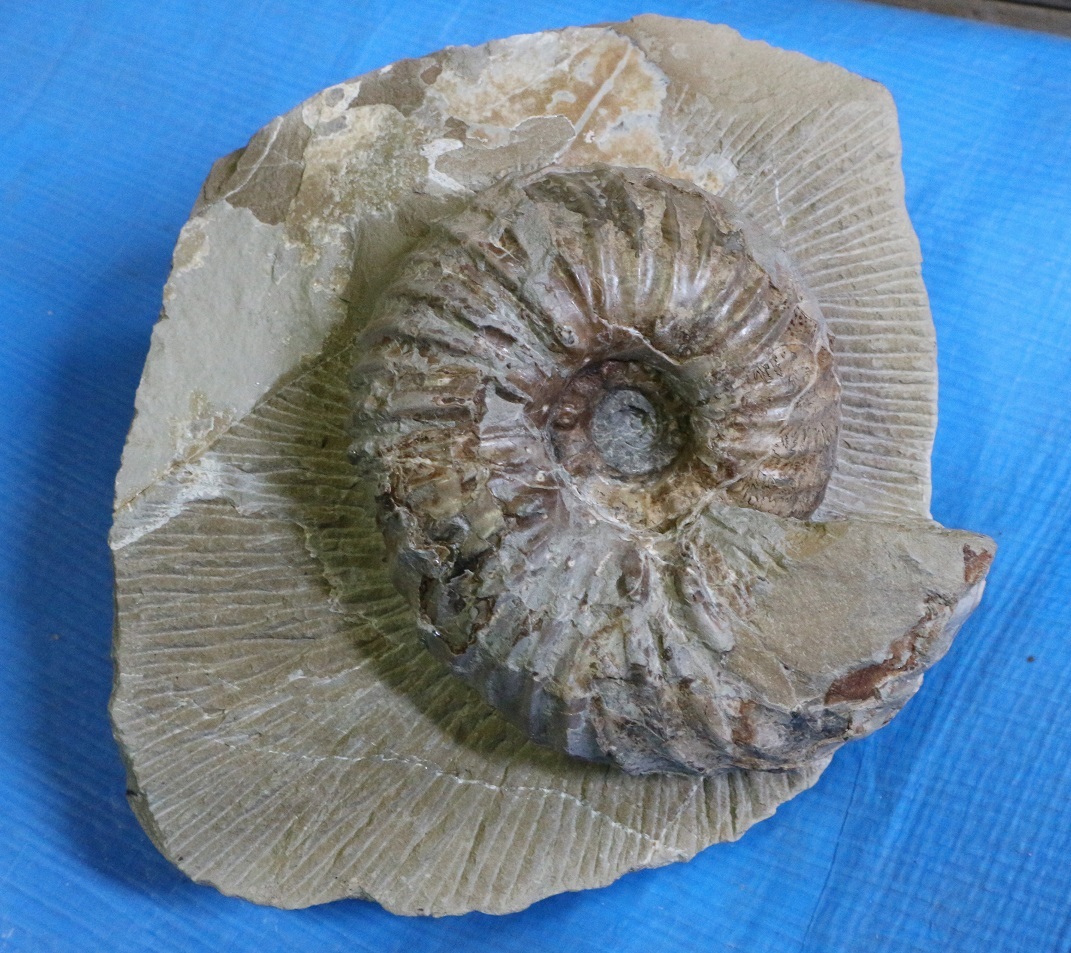 北海道のアンモナイト化石 苫前のユーパキディスカス 科学、自然 化石