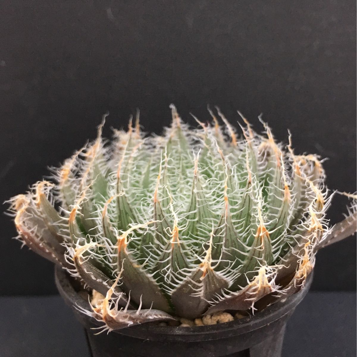 多肉植物 Fwf ハオルチア ブラックベルディアナ 輸入種子実生 サボテン 売買されたオークション情報 Yahooの商品情報をアーカイブ公開 オークファン Aucfan Com 多肉植物 Fwf ハオルチア ブラックベルディアナ 輸入種子実生 サボテン 売買されたオークション情報 Yahooの商品情報をアーカイブ公開 オークファン Aucfan Com