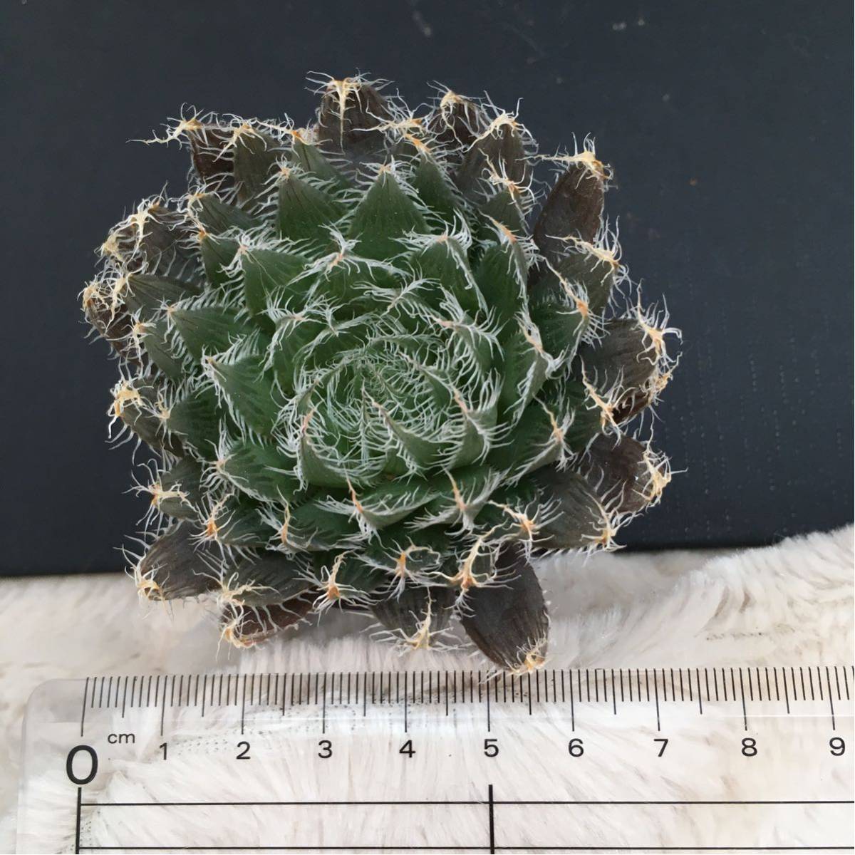 多肉植物 Fwf ハオルチア ブラックベルディアナ 輸入種子実生 サボテン 売買されたオークション情報 Yahooの商品情報をアーカイブ公開 オークファン Aucfan Com 多肉植物 Fwf ハオルチア ブラックベルディアナ 輸入種子実生 サボテン 売買されたオークション情報 Yahooの商品情報をアーカイブ公開 オークファン Aucfan Com
