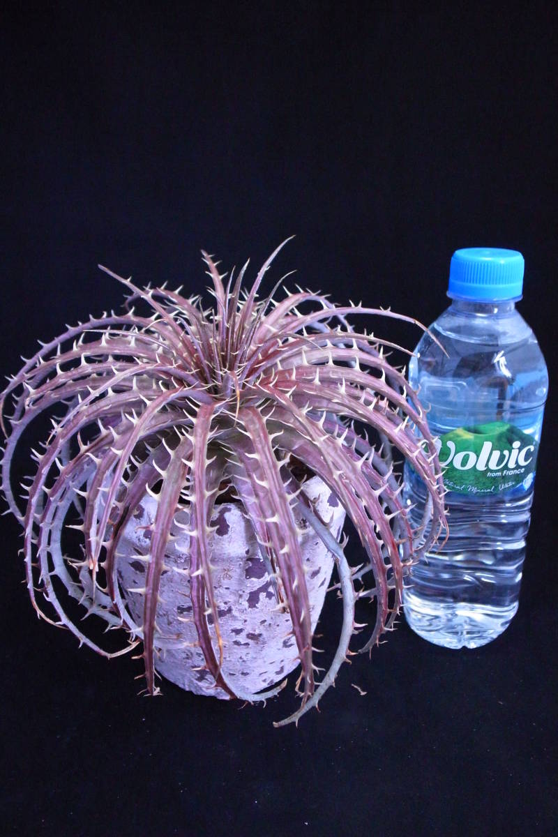 大株 ペクチナータ pectinata ディッキア Dyckia