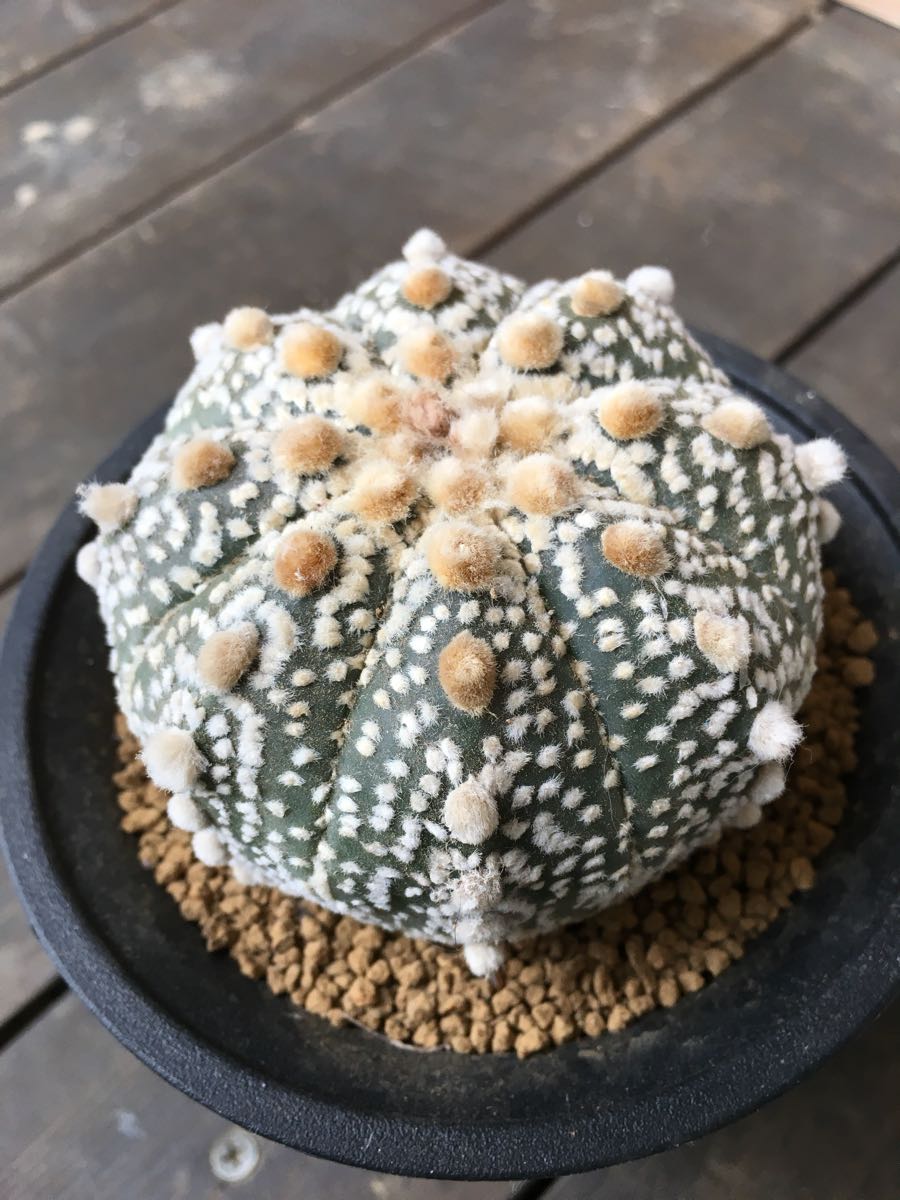 美株！ アストロフィツム スーパー兜 実生 選抜株Astrophytum