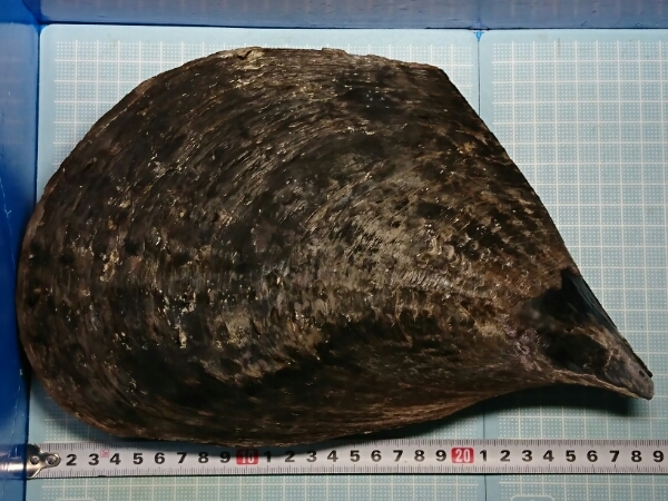 f289112097.1
