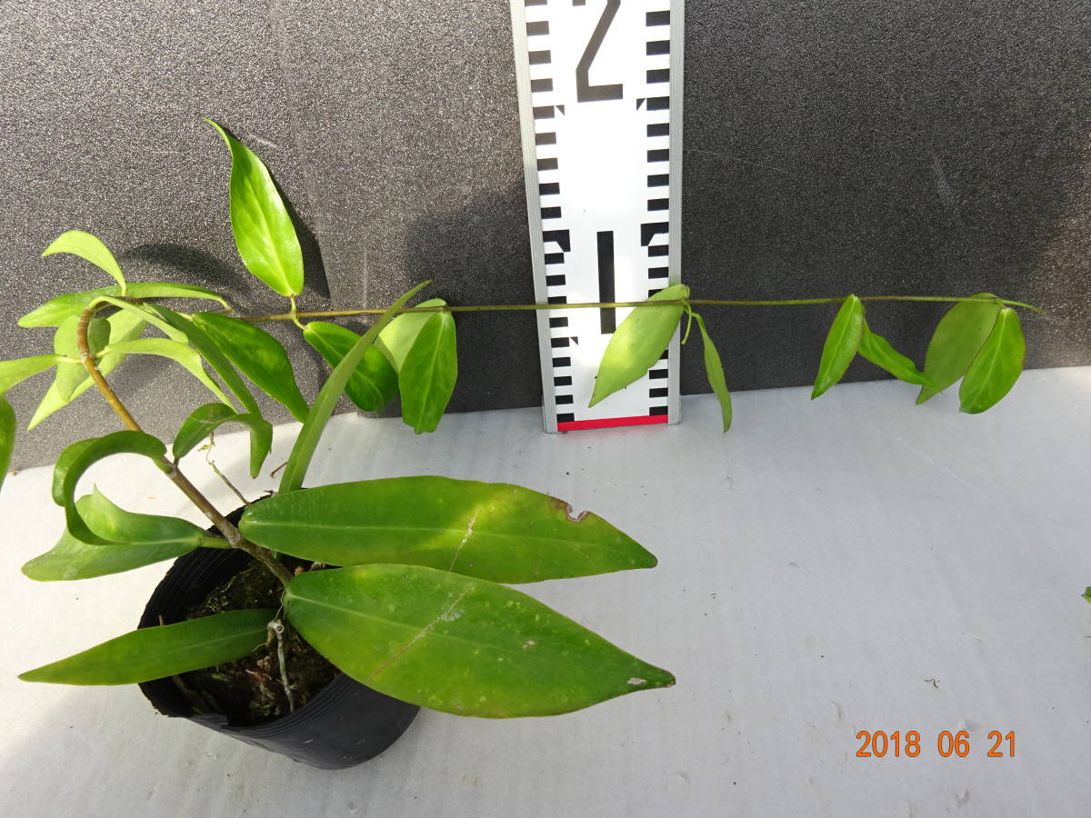Hoya lamingtoniae ホヤ サクララン 苗 【公式通販】