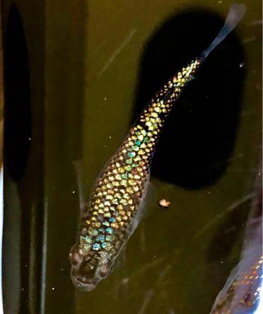 【KAZANメダカ】土曜限定増量！黒ラメ幹之 スーパーブラックレインボー メダカ “BIZEN” 有精卵20個＋α