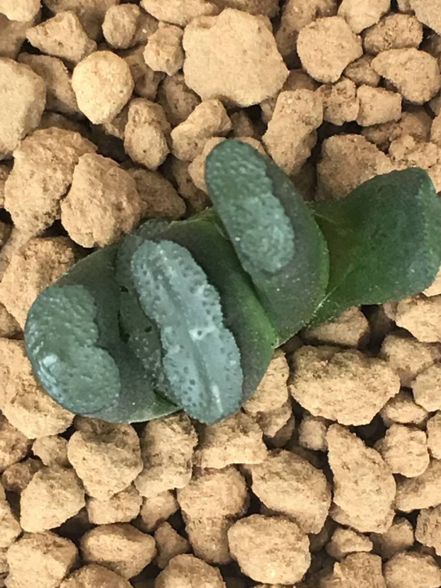 多肉植物ハオルチア 玉扇「葵御前」葉挿しサボテ