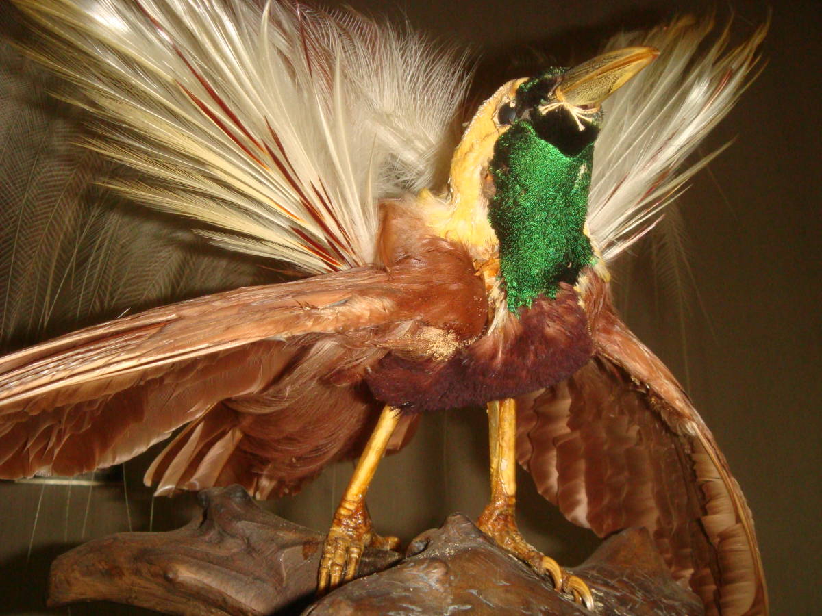 （風鳥）　（極楽鳥）　剥製　置物 剥製 極楽鳥 【公式通販】