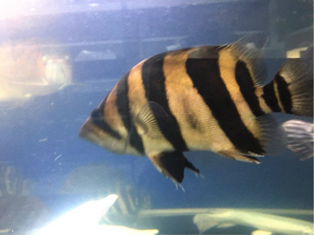スマトラタイガーダトニオ 腹巻きパーフェクトバンド3匹 熱帯魚、大型 