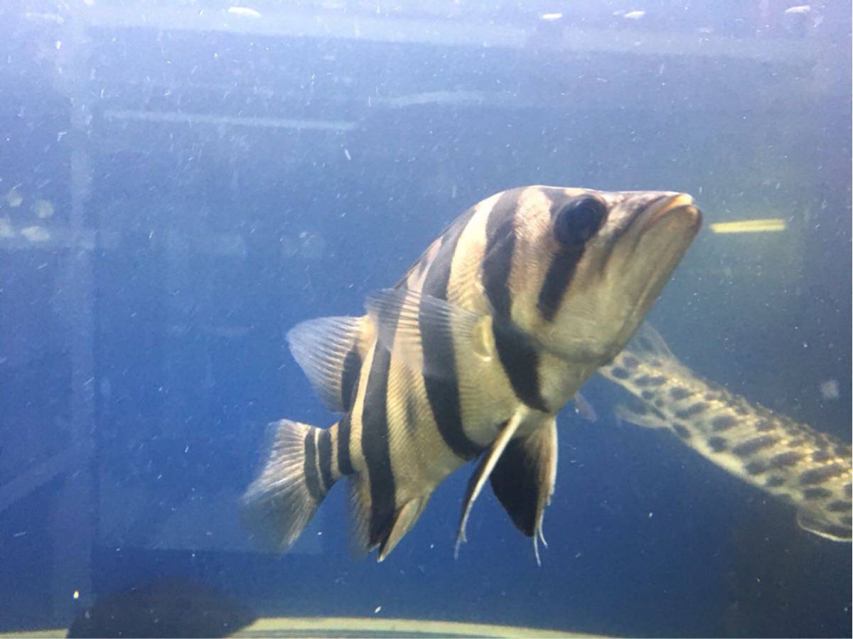 スマトラタイガーダトニオ 腹巻きパーフェクトバンド3匹 熱帯魚、大型 