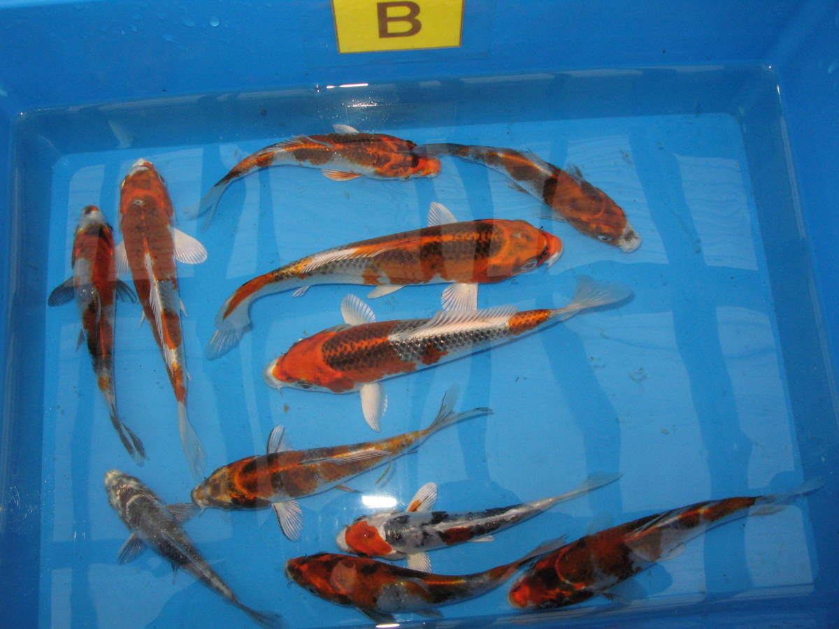 当歳 世界遺産構成資産「忍野八海」の未来を守るために 金魚 