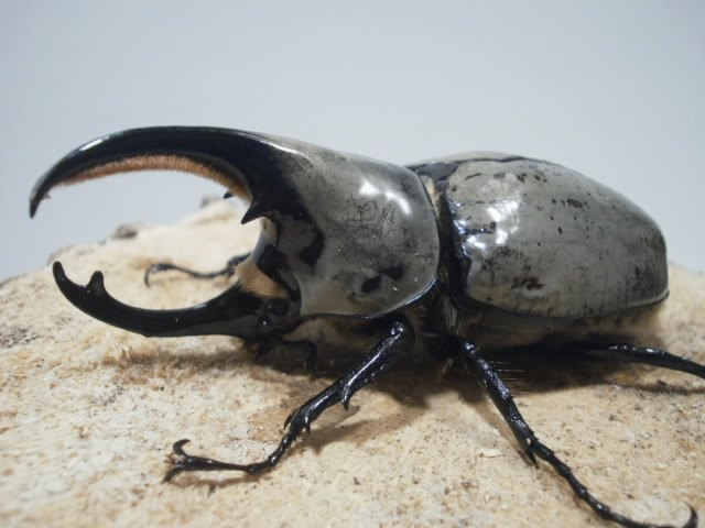 【raru108】グラントシロカブト♂80ｍｍ♀55ｍｍ ペア