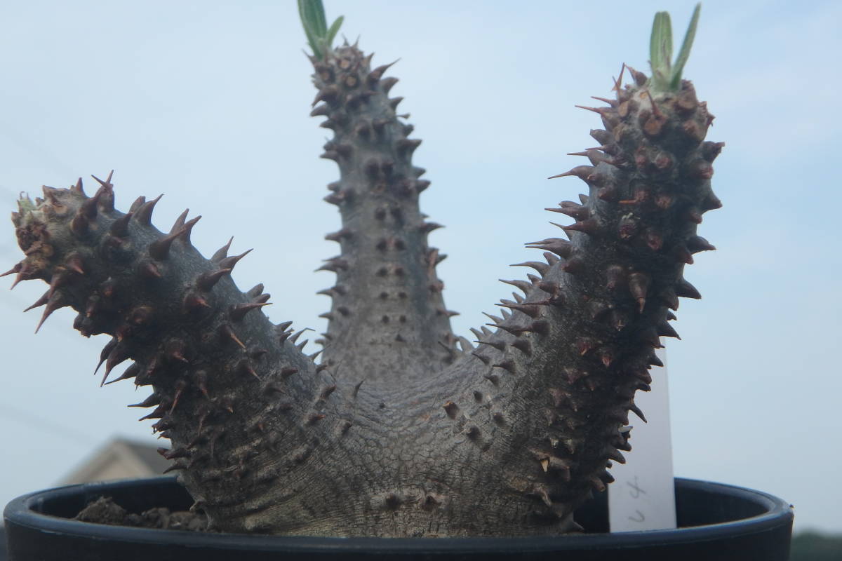 SUNの送料決済用ページ [ぺてぃのお店] パキポディウム・カクチペス Pachypodium rosulatum