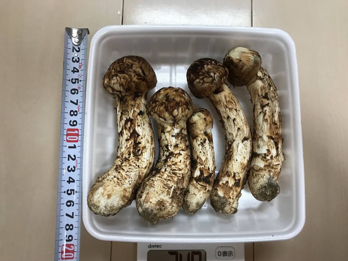 北海道産！松茸！！(9月13日朝採れ)209g まつたけ | マツタケ 信州産松茸9月3日本日午前中採れ 公式通販 - 限定