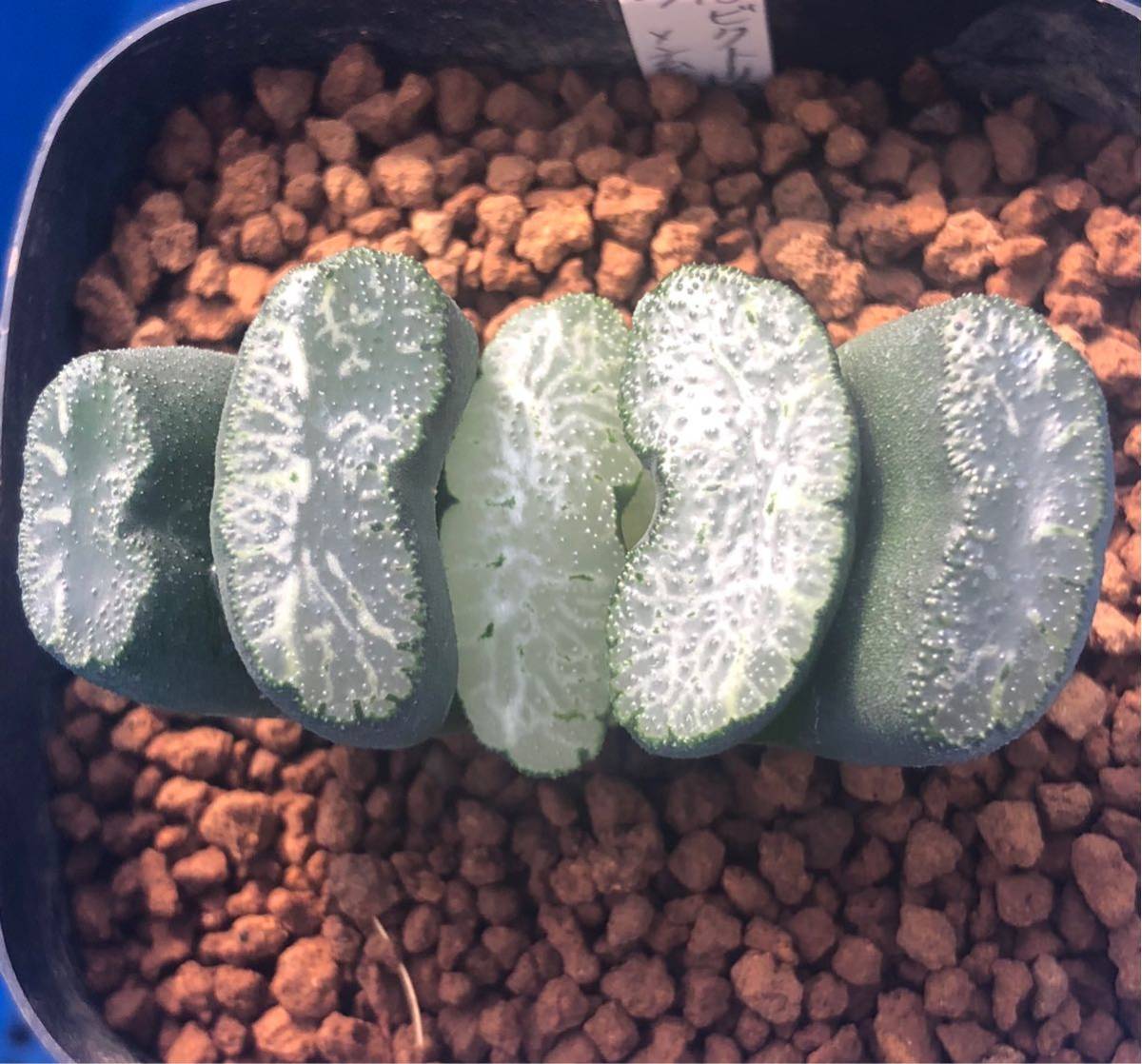 （≧∇≦）多肉植物 ハオルチア ビクトリア×玄武 実生