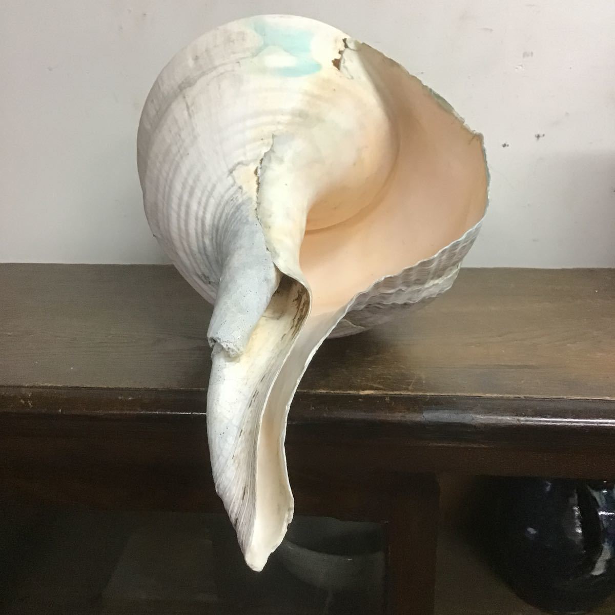 アラフラオオニシ 超特大サイズ 貝殻 巻貝 法螺貝 ヤシガイ 3500g 横幅56cm 標本 巨大サイズ インテリア 