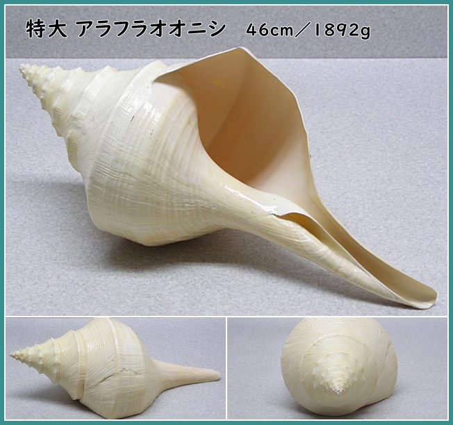 アラフラオオニシ 法螺貝 アラフラオオニシ貝 美品 殻径約71センチ