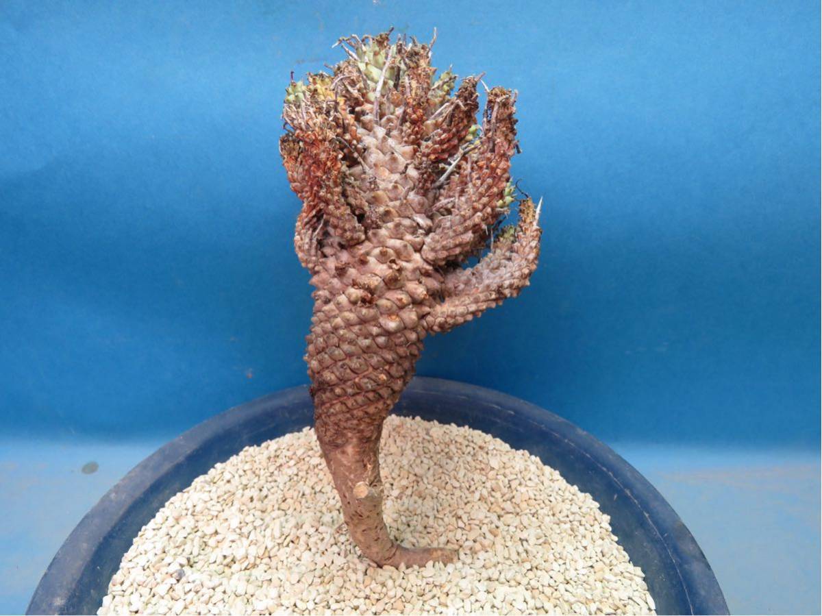 サボテン 多肉植物 90 ユーフォルビア ムルチセプス 多頭キリン② 新