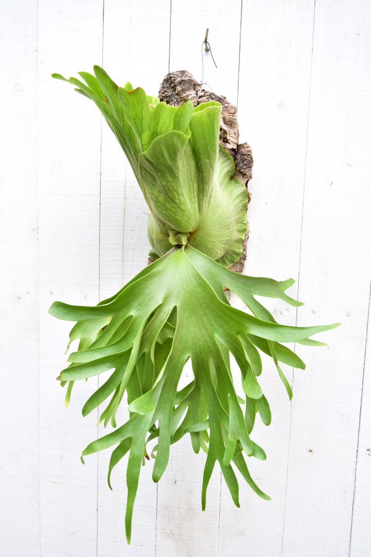 P.coronarium philippines dwarf コロナリウム ビカクシダ コウモリ