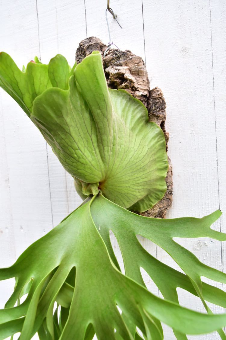 P.coronarium philippines dwarf コロナリウム ビカクシダ コウモリ