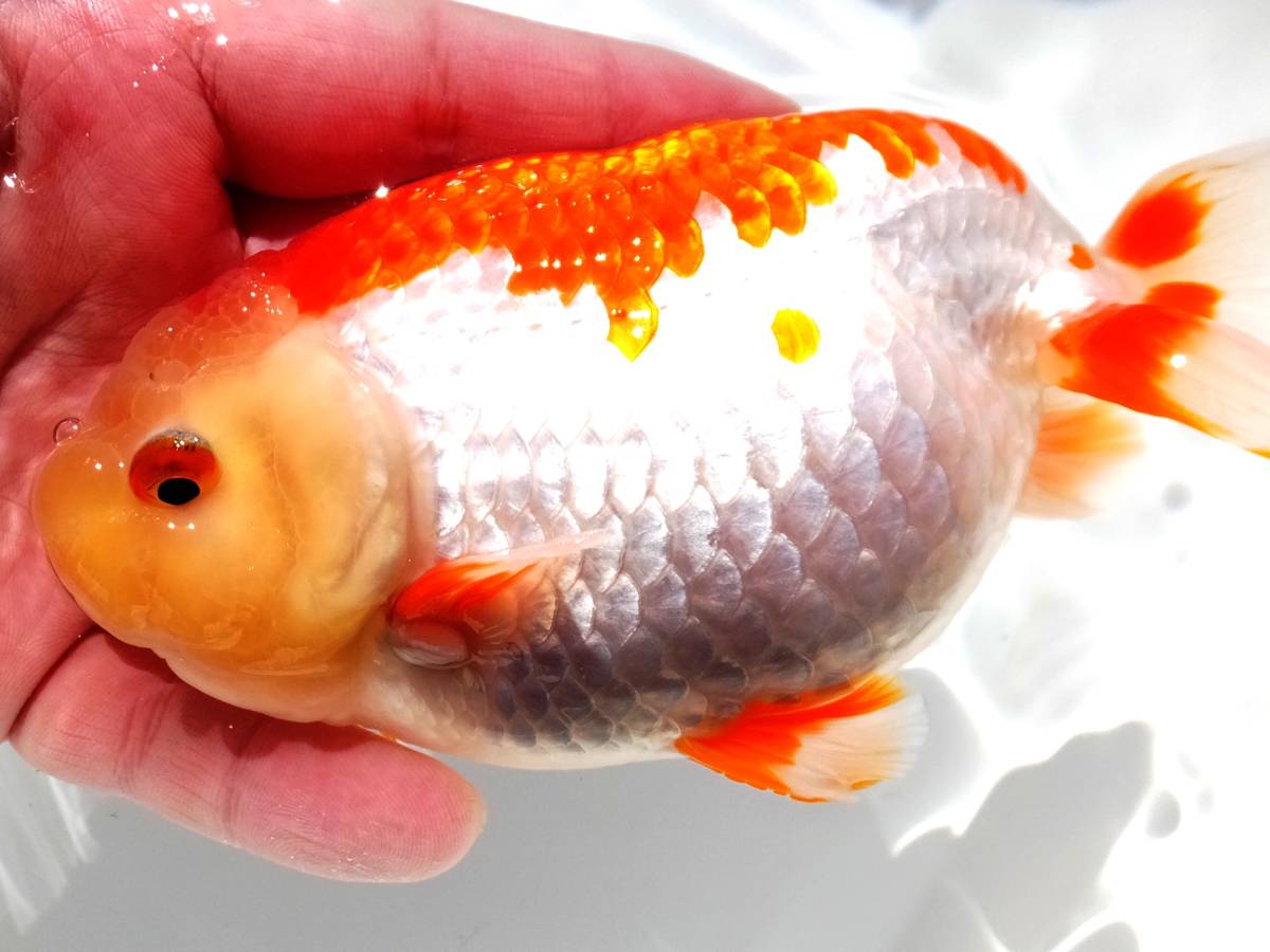 美更紗・日本一ブリーダー！　愛知　山田芳人氏系統魚　弐歳　１５.５cm　雌　動画　●　1