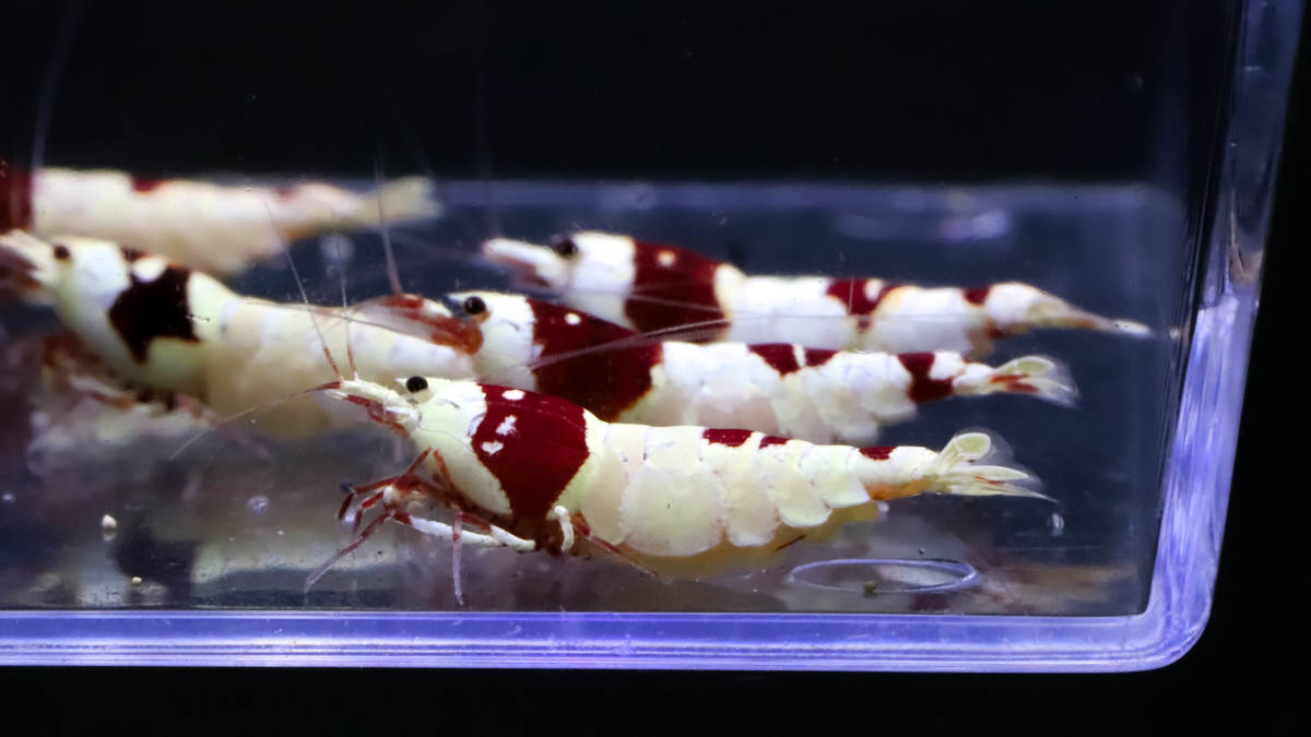 【E-BODY】即ブリードセット！！Red Bee Shrimps 極厚血統雌８雄２匹内抱卵１匹(プラケース内より)。 -#shrimpの中古品・新品・未使用品一覧 2026年最新Yahoo!オークション iShrimpレッドビーシュリンプMix12匹抱卵入り⑤ - Yahoo!オークション 37g