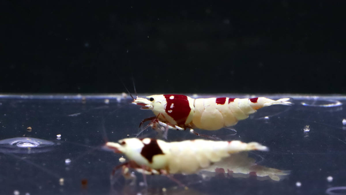 【E-BODY】即ブリードセット！！Red Bee Shrimps 極厚血統雌８雄２匹内抱卵１匹(プラケース内より)。 -#shrimpの中古品・新品・未使用品一覧 2026年最新Yahoo!オークション iShrimpレッドビーシュリンプMix12匹抱卵入り⑤ - Yahoo!オークション 37g