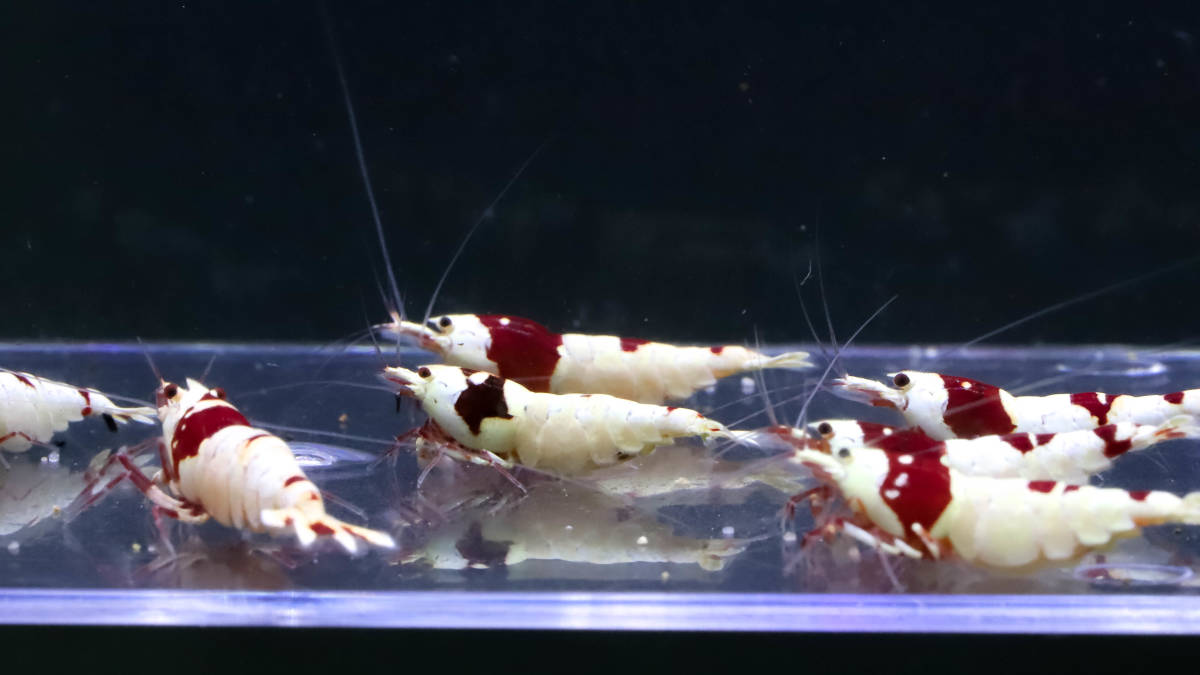 【E-BODY】即ブリードセット！！Red Bee Shrimps 極厚血統雌８雄２匹内抱卵１匹(プラケース内より)。 -#shrimpの中古品・新品・未使用品一覧 2026年最新Yahoo!オークション iShrimpレッドビーシュリンプMix12匹抱卵入り⑤ - Yahoo!オークション 37g