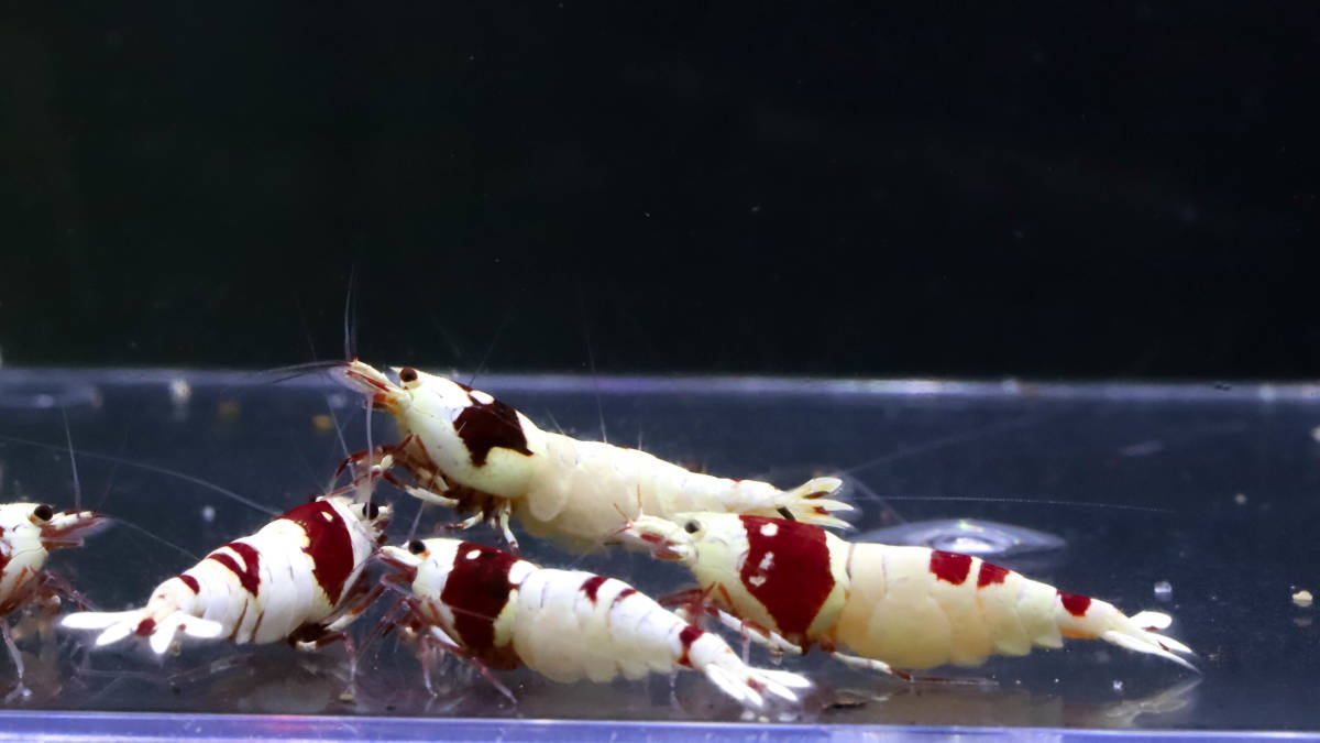 【E-BODY】即ブリードセット！！Red Bee Shrimps 極厚血統雌８雄２匹内抱卵１匹(プラケース内より)。 -#shrimpの中古品・新品・未使用品一覧 2026年最新Yahoo!オークション iShrimpレッドビーシュリンプMix12匹抱卵入り⑤ - Yahoo!オークション 37g