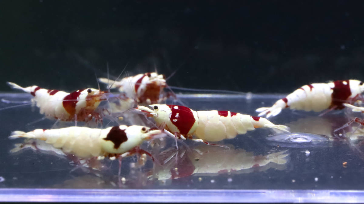 【E-BODY】即ブリードセット！！Red Bee Shrimps 極厚血統雌８雄２匹内抱卵１匹(プラケース内より)。 -#shrimpの中古品・新品・未使用品一覧 2026年最新Yahoo!オークション iShrimpレッドビーシュリンプMix12匹抱卵入り⑤ - Yahoo!オークション 37g