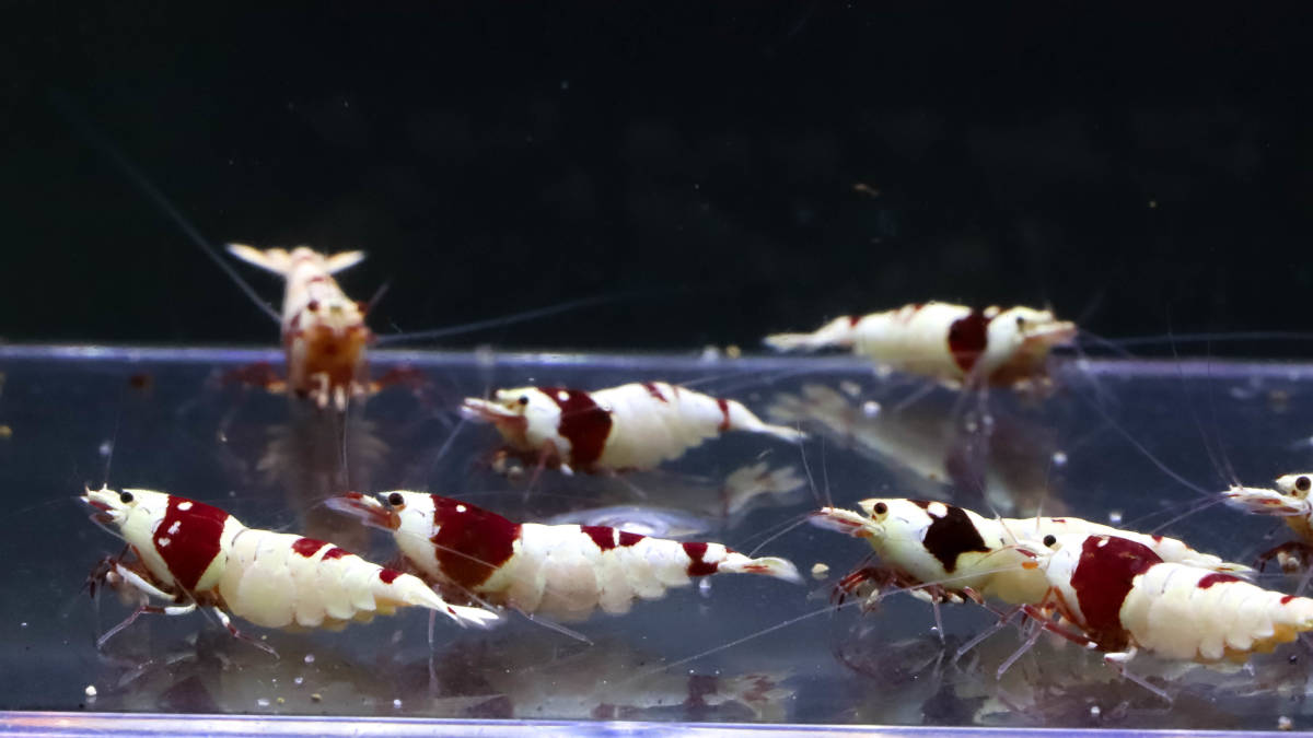 【E-BODY】即ブリードセット！！Red Bee Shrimps 極厚血統雌８雄２匹内抱卵１匹(プラケース内より)。 -#shrimpの中古品・新品・未使用品一覧 2026年最新Yahoo!オークション iShrimpレッドビーシュリンプMix12匹抱卵入り⑤ - Yahoo!オークション 37g