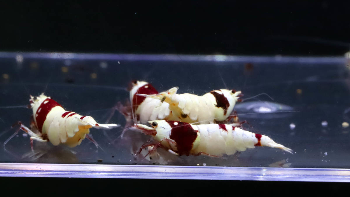 【E-BODY】即ブリードセット！！Red Bee Shrimps 極厚血統雌８雄２匹内抱卵１匹(プラケース内より)。 -#shrimpの中古品・新品・未使用品一覧 2026年最新Yahoo!オークション iShrimpレッドビーシュリンプMix12匹抱卵入り⑤ - Yahoo!オークション 37g