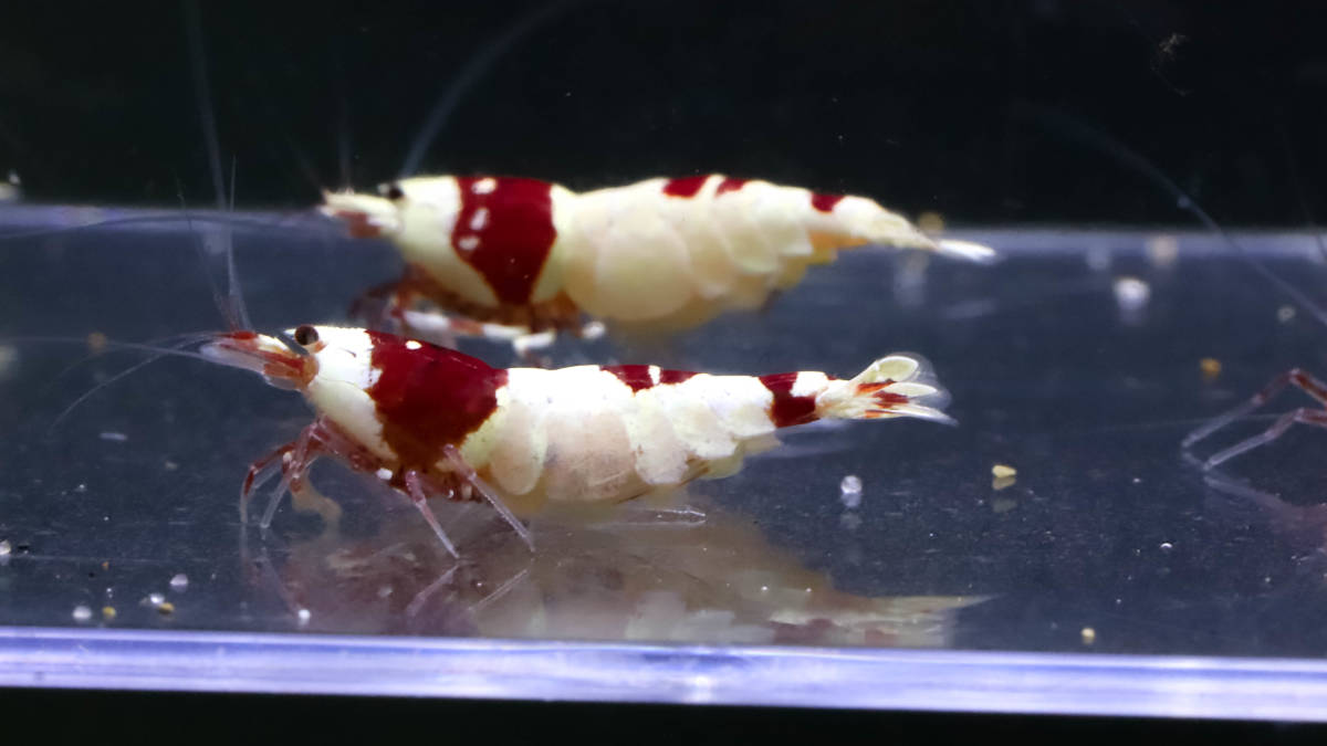 【E-BODY】即ブリードセット！！Red Bee Shrimps 極厚血統雌８雄２匹内抱卵１匹(プラケース内より)。 -#shrimpの中古品・新品・未使用品一覧 2026年最新Yahoo!オークション iShrimpレッドビーシュリンプMix12匹抱卵入り⑤ - Yahoo!オークション 37g