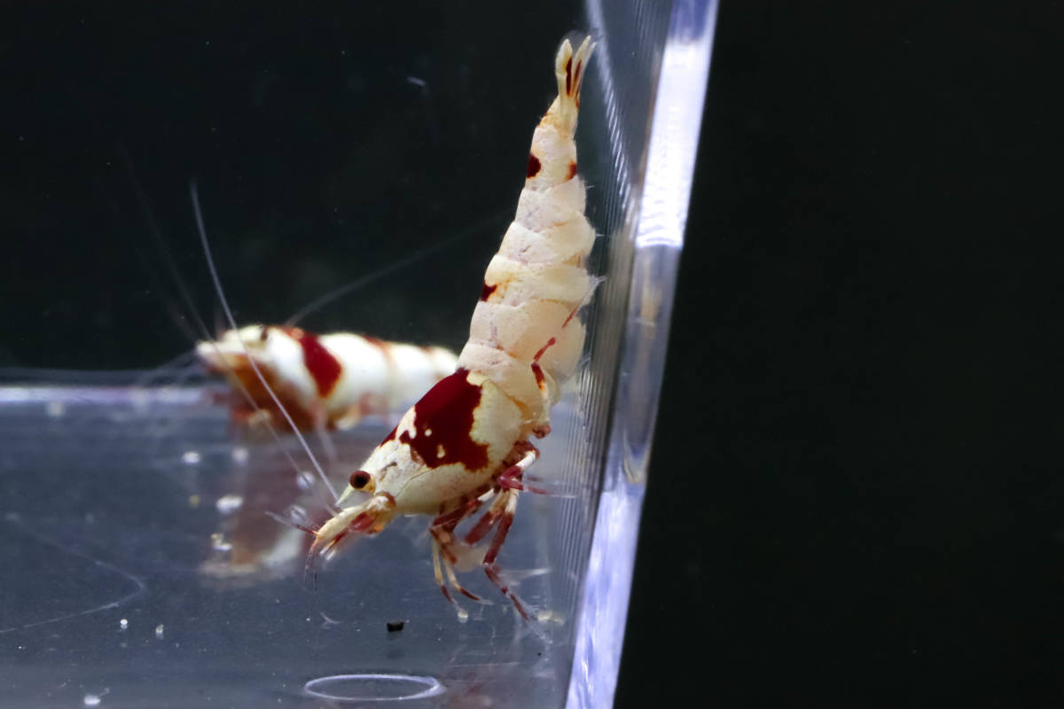 【E-BODY】即ブリードセット！！Red Bee Shrimps 極厚血統雌８雄２匹内抱卵１匹(プラケース内より)。 -#shrimpの中古品・新品・未使用品一覧 2026年最新Yahoo!オークション iShrimpレッドビーシュリンプMix12匹抱卵入り⑤ - Yahoo!オークション 37g