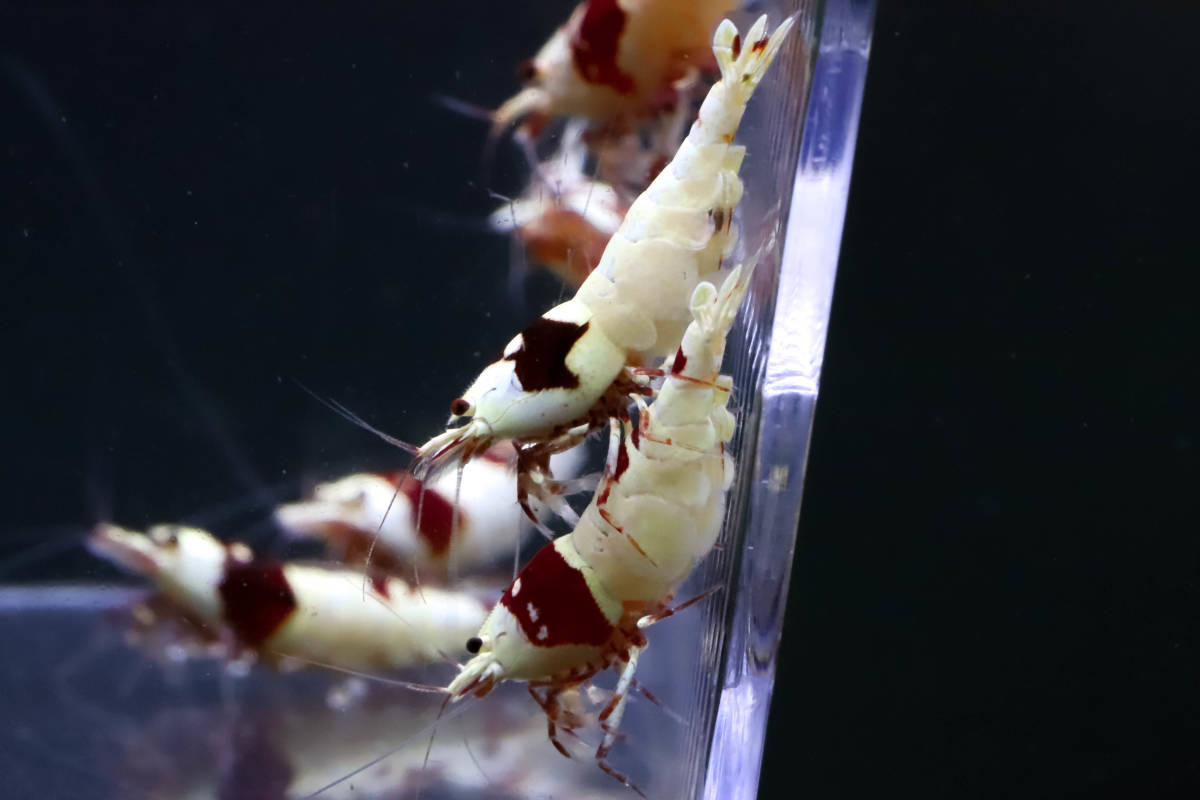 【E-BODY】即ブリードセット！！Red Bee Shrimps 極厚血統雌８雄２匹内抱卵１匹(プラケース内より)。 -#shrimpの中古品・新品・未使用品一覧 2026年最新Yahoo!オークション iShrimpレッドビーシュリンプMix12匹抱卵入り⑤ - Yahoo!オークション 37g