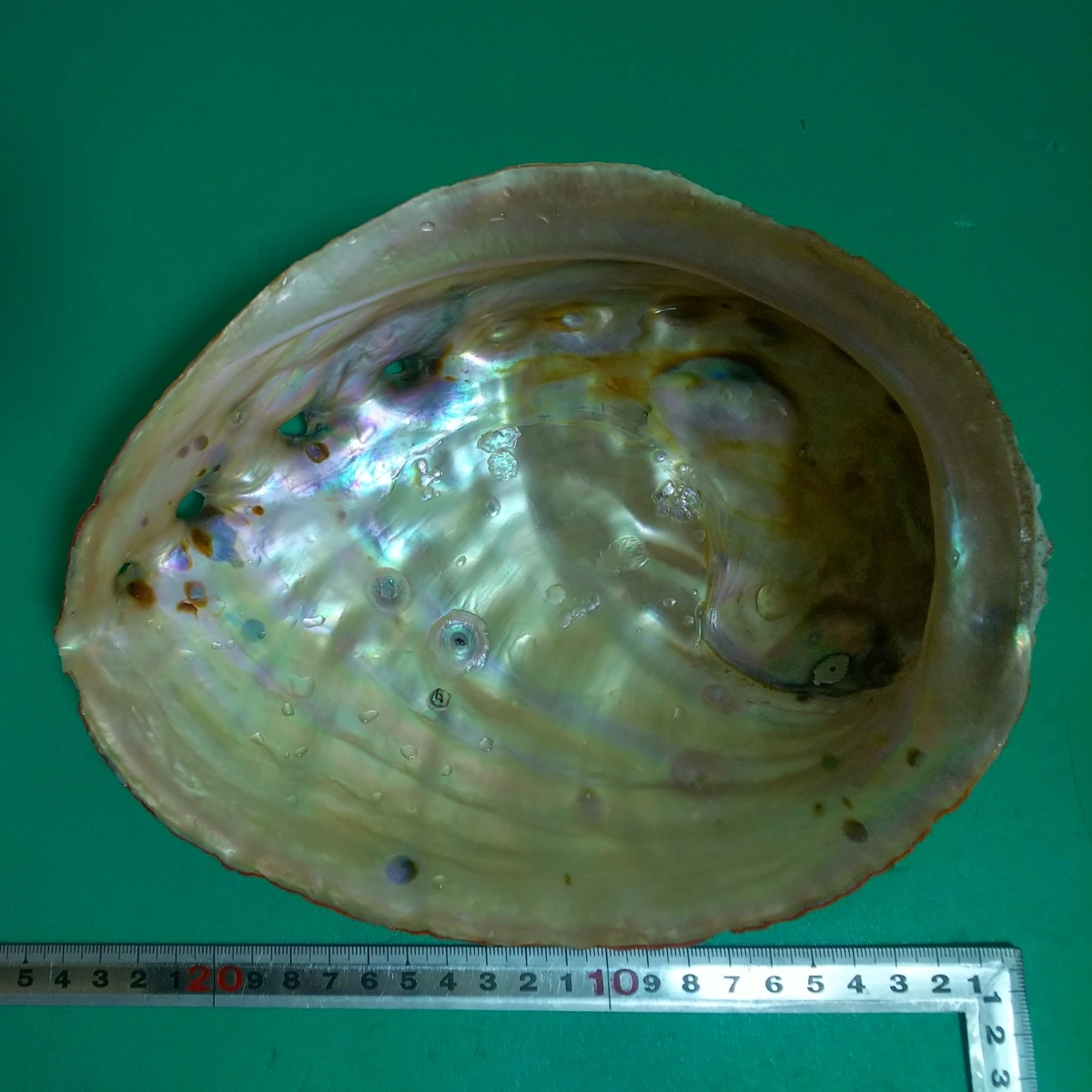 特大 マダカアワビ 21cm 貝殻 貝 標本 アワビ 鮑 マダカアワビ 特大 一円スタート 貝殻 標本 鮑(科学、自然)｜売買され