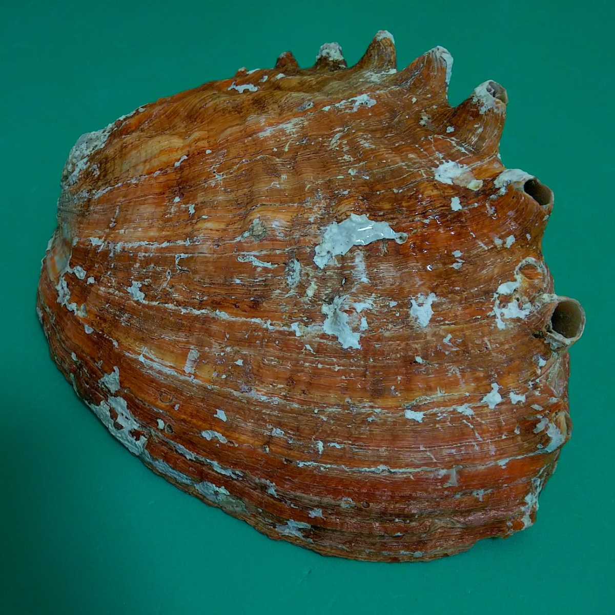 特大 マダカアワビ 21cm 貝殻 貝 標本 アワビ 鮑 マダカアワビ 特大 一円スタート 貝殻 標本 鮑(科学、自然)｜売買され