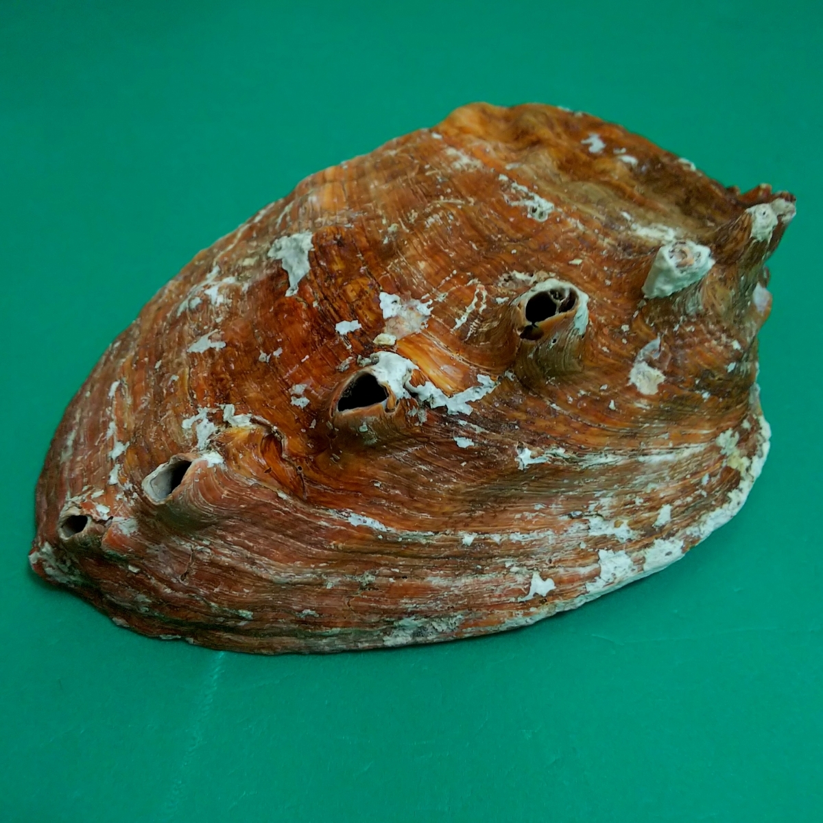 マダカアワビ 特大 一円スタート 貝殻 標本 鮑(科学、自然)｜売買され