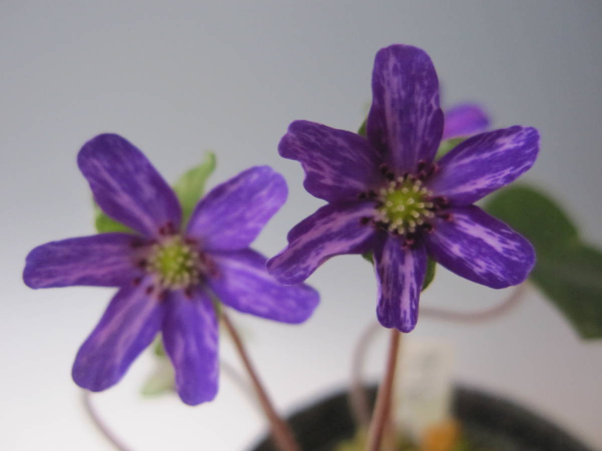 雪割草　「涼苑」西山産原種　開花中。