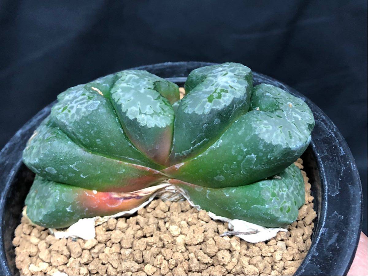 ハオルチア 玉扇 4株　【匿名発送】【メルカリ便】 ハオルチア 玉扇 4株 【匿名発送】【メルカリ便】 ハオルチア 玉扇 4株