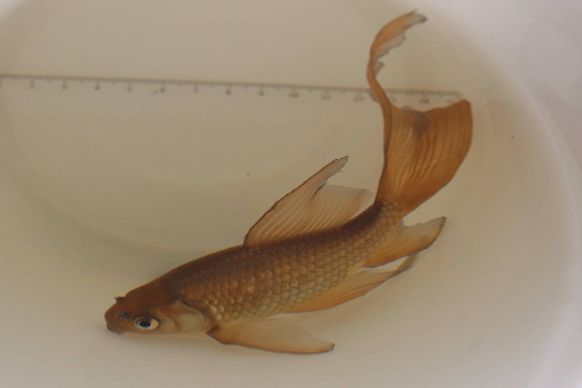 楽天24エクスプレス｜ハミング 消臭実感 【ケース】ハミング 柔軟剤