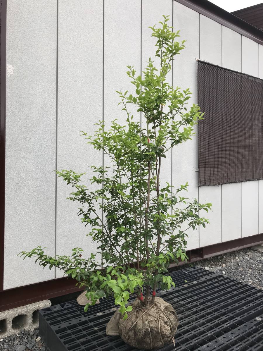 現品》ソヨゴ 株立ち(雄雌株) 樹高1.9m（根鉢含まず）64【